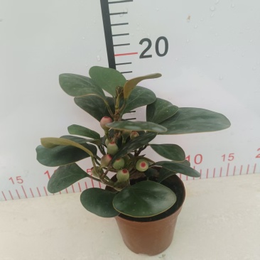 小盼菩提树盆栽带果办公室桌面绿植盆景客厅中式禅意植物摆件好养