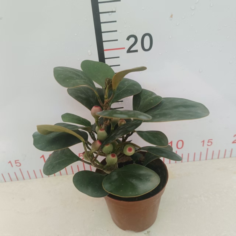 小盼菩提树盆栽带果办公室桌面绿植盆景客厅中式禅意植物摆件好养