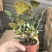 小盼菩提树盆栽带果办公室桌面绿植盆景客厅中式禅意植物摆件好养