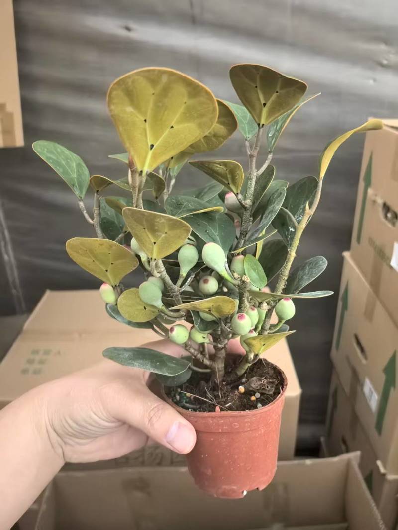 小盼菩提树盆栽带果办公室桌面绿植盆景客厅中式禅意植物摆件好养