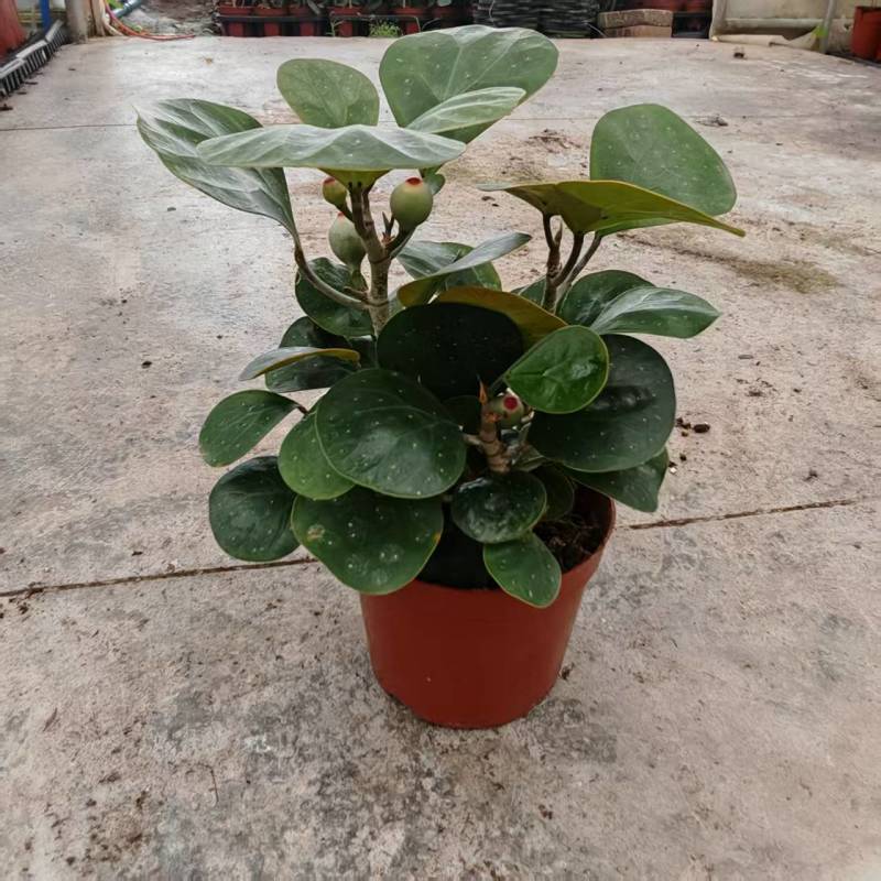 小盼菩提树盆栽带果办公室桌面绿植盆景客厅中式禅意植物摆件好养