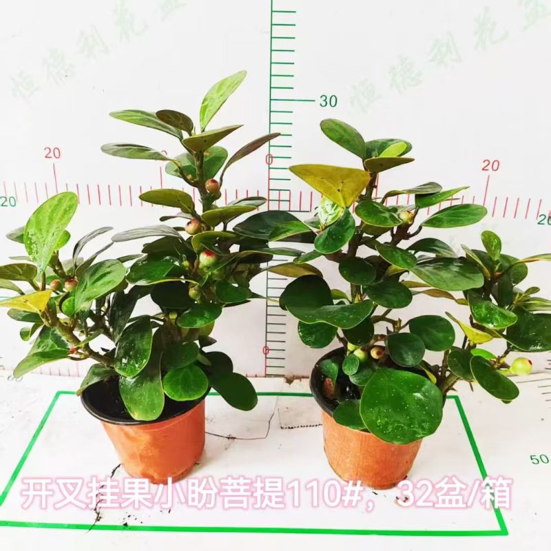 小盼菩提树盆栽带果办公室桌面绿植盆景客厅中式禅意植物摆件好养