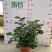 小盼菩提树盆栽带果办公室桌面绿植盆景客厅中式禅意植物摆件好养