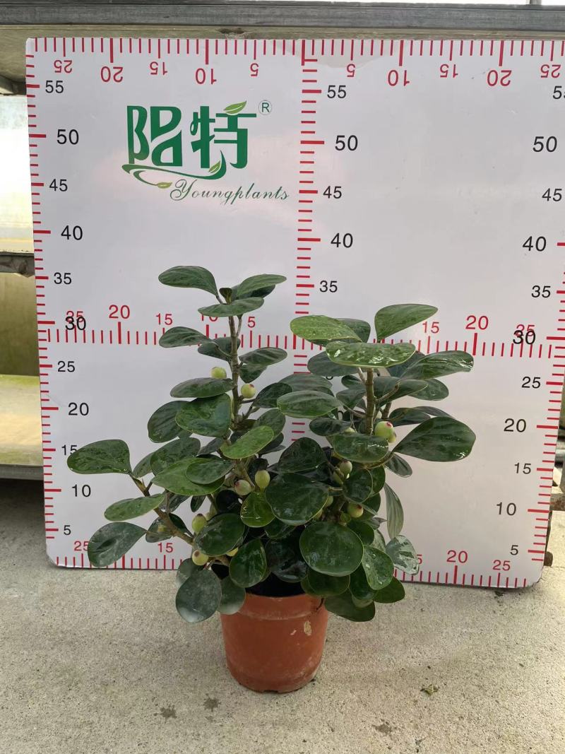 小盼菩提树盆栽带果办公室桌面绿植盆景客厅中式禅意植物摆件好养