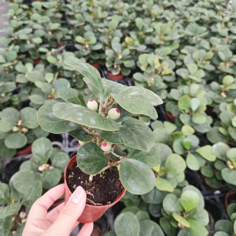 小盼菩提树盆栽带果办公室桌面绿植盆景客厅中式禅意植物摆件好养