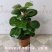 小盼菩提树盆栽带果办公室桌面绿植盆景客厅中式禅意植物摆件好养