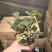 小盼菩提树盆栽带果办公室桌面绿植盆景客厅中式禅意植物摆件好养