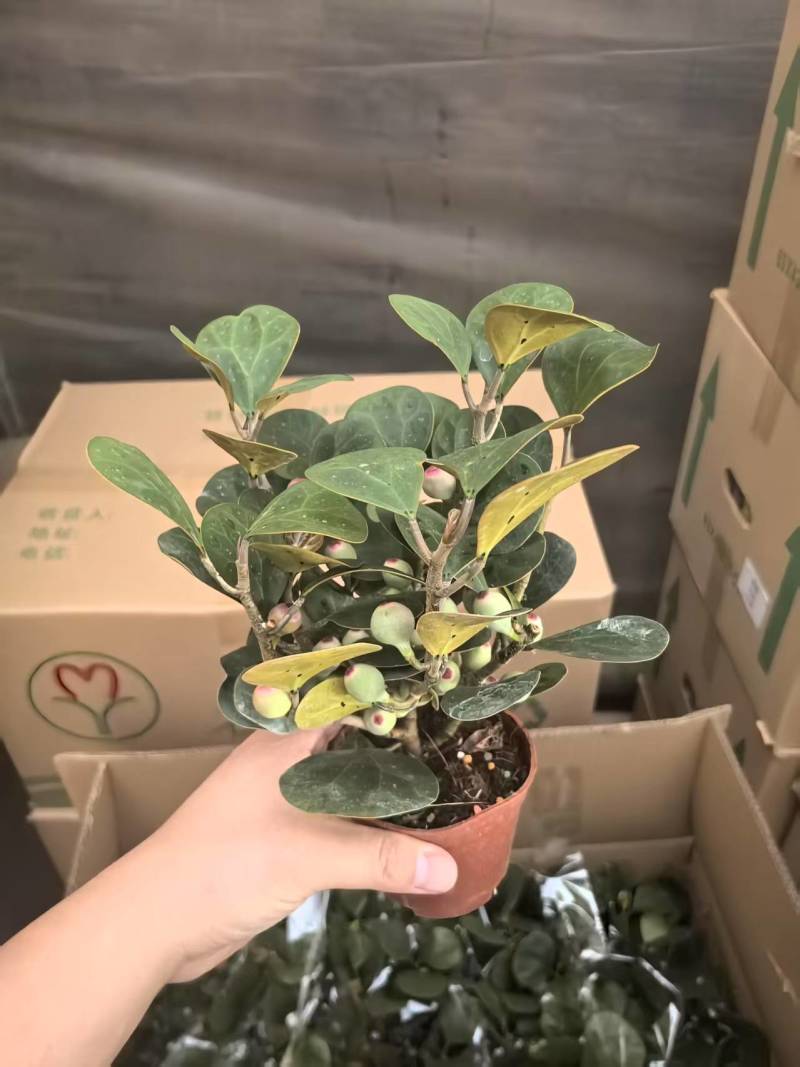 小盼菩提树盆栽带果办公室桌面绿植盆景客厅中式禅意植物摆件好养
