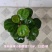 小盼菩提树盆栽带果办公室桌面绿植盆景客厅中式禅意植物摆件好养