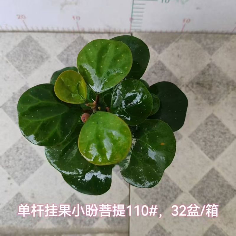 小盼菩提树盆栽带果办公室桌面绿植盆景客厅中式禅意植物摆件好养