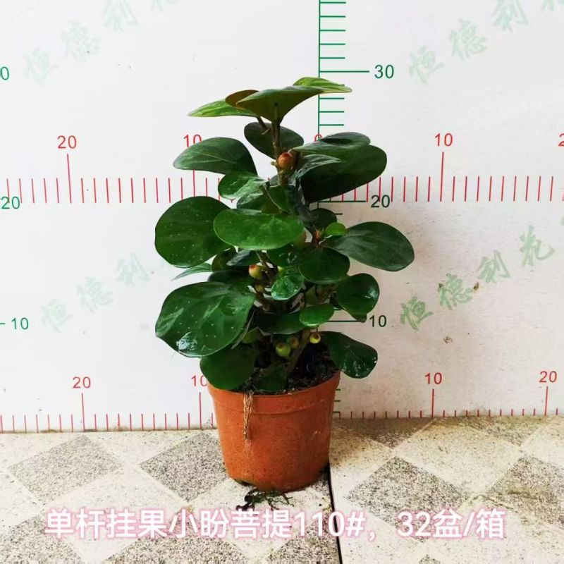 小盼菩提树盆栽带果办公室桌面绿植盆景客厅中式禅意植物摆件好养