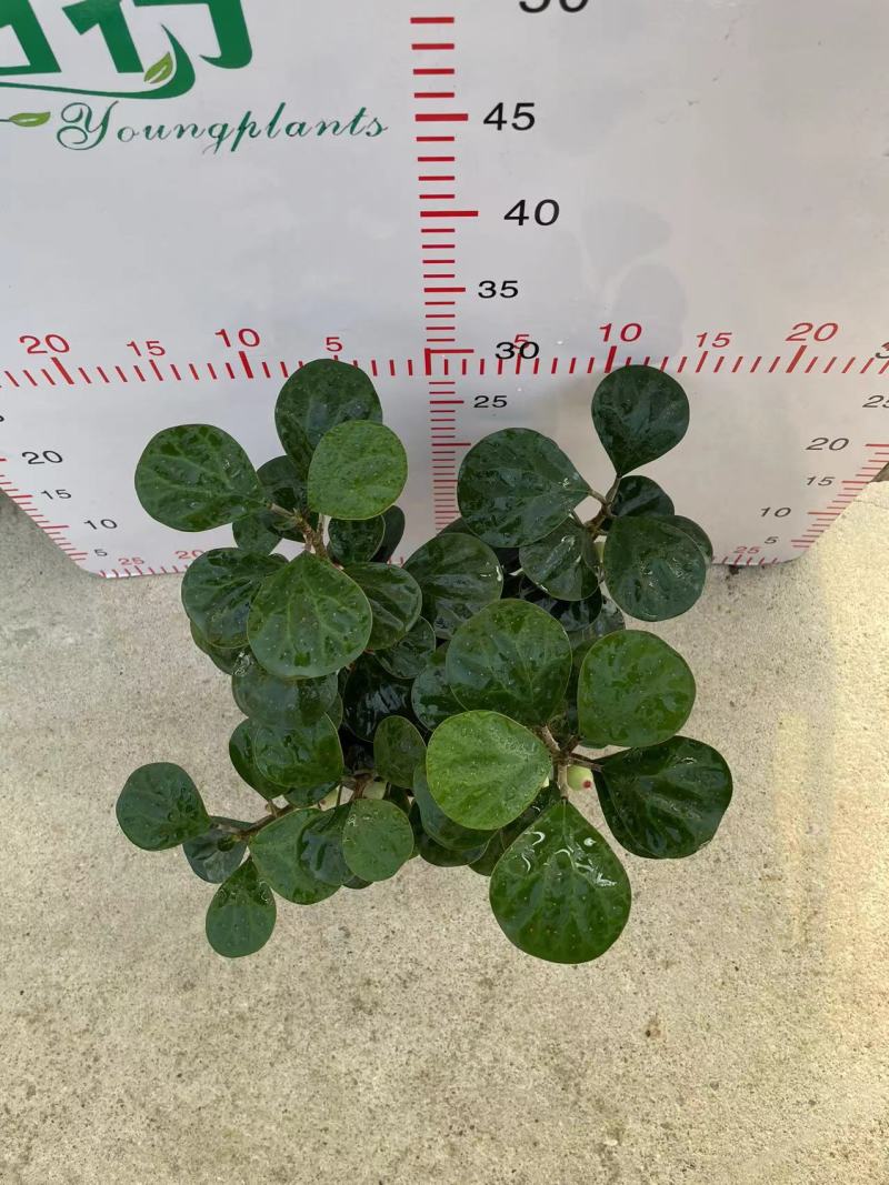小盼菩提树盆栽带果办公室桌面绿植盆景客厅中式禅意植物摆件好养