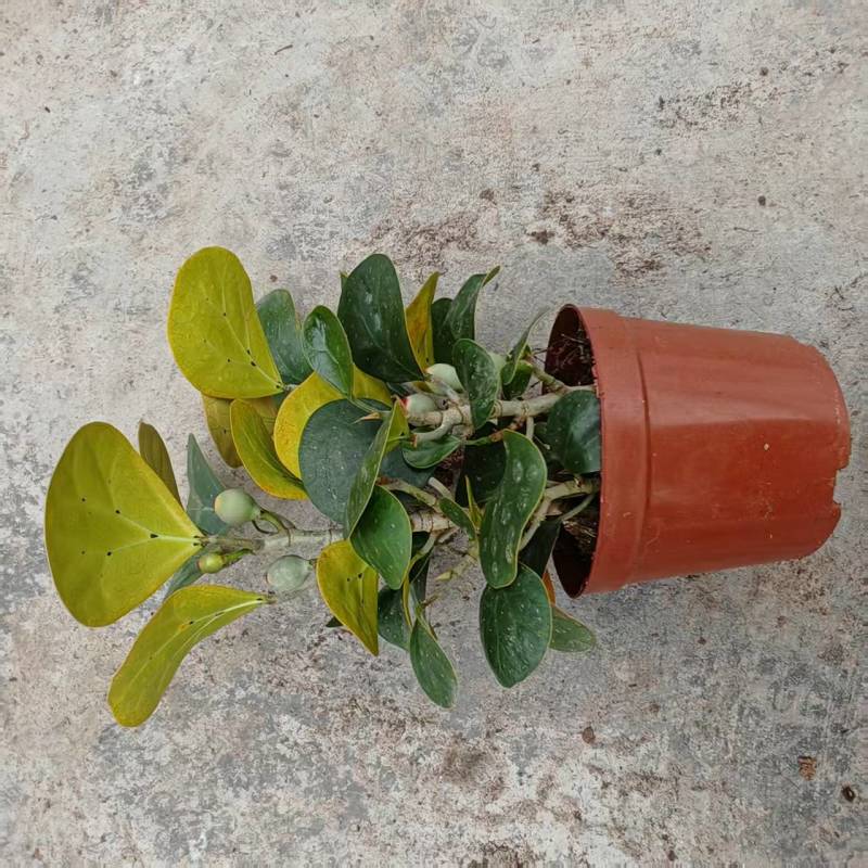 小盼菩提树盆栽带果办公室桌面绿植盆景客厅中式禅意植物摆件好养