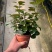 小盼菩提树盆栽带果办公室桌面绿植盆景客厅中式禅意植物摆件好养