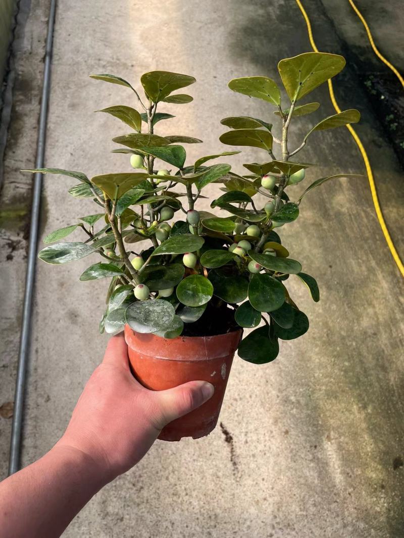 小盼菩提树盆栽带果办公室桌面绿植盆景客厅中式禅意植物摆件好养
