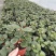 小盼菩提树盆栽带果办公室桌面绿植盆景客厅中式禅意植物摆件好养