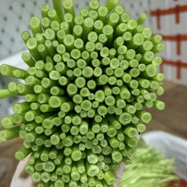 芦蒿