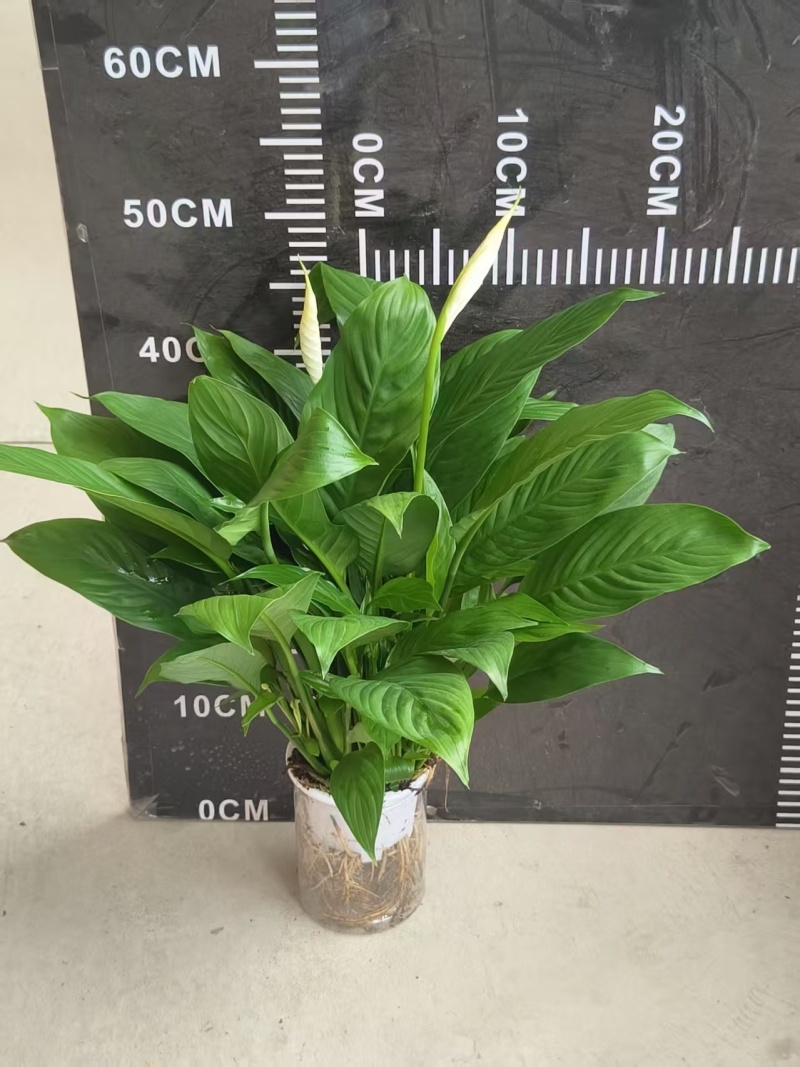 一帆风顺白掌盆栽室内绿植红掌花卉水培植物四季易活吸除甲醛好养