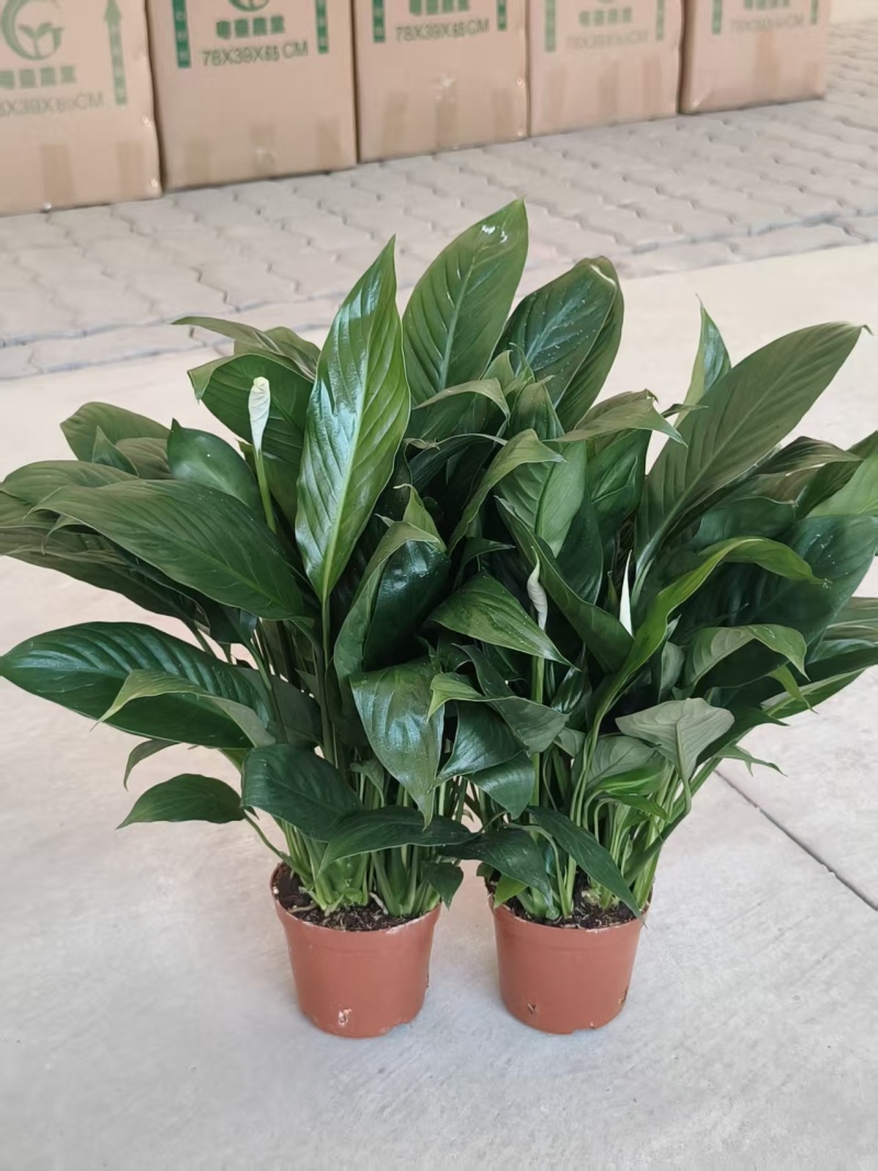一帆风顺白掌盆栽室内绿植红掌花卉水培植物四季易活吸除甲醛好养