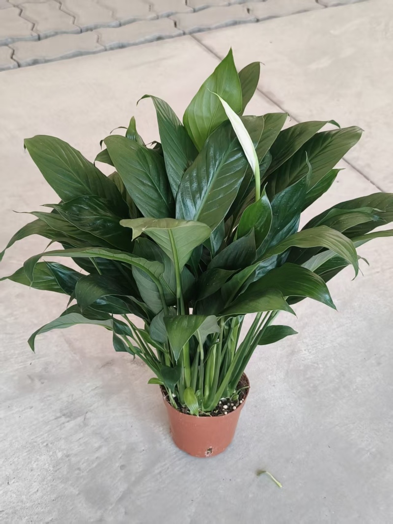 一帆风顺白掌盆栽室内绿植红掌花卉水培植物四季易活吸除甲醛好养