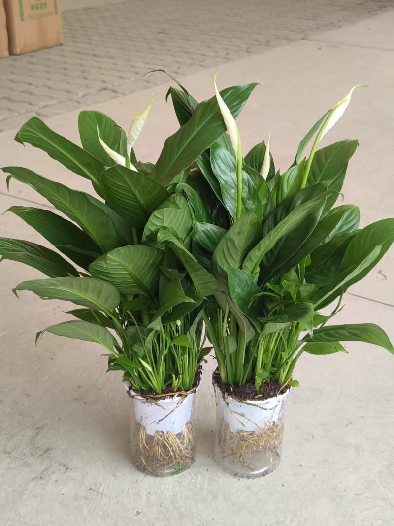 一帆风顺白掌盆栽室内绿植红掌花卉水培植物四季易活吸除甲醛好养