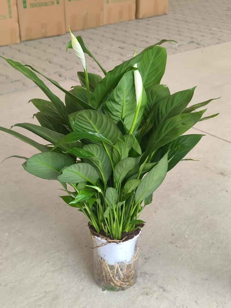 一帆风顺白掌盆栽室内绿植红掌花卉水培植物四季易活吸除甲醛好养