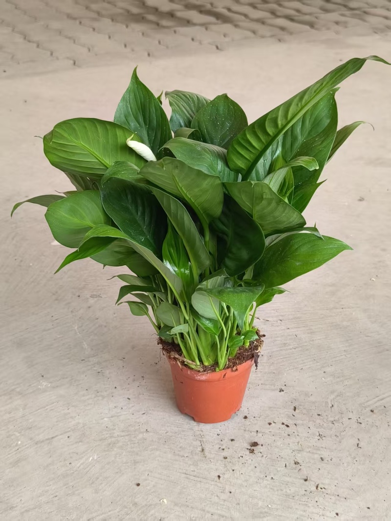 一帆风顺白掌盆栽室内绿植红掌花卉水培植物四季易活吸除甲醛好养