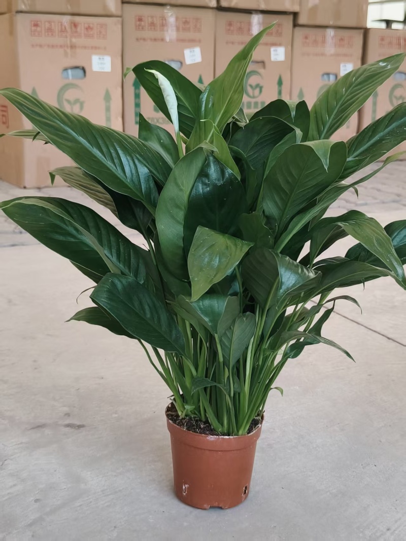一帆风顺白掌盆栽室内绿植红掌花卉水培植物四季易活吸除甲醛好养