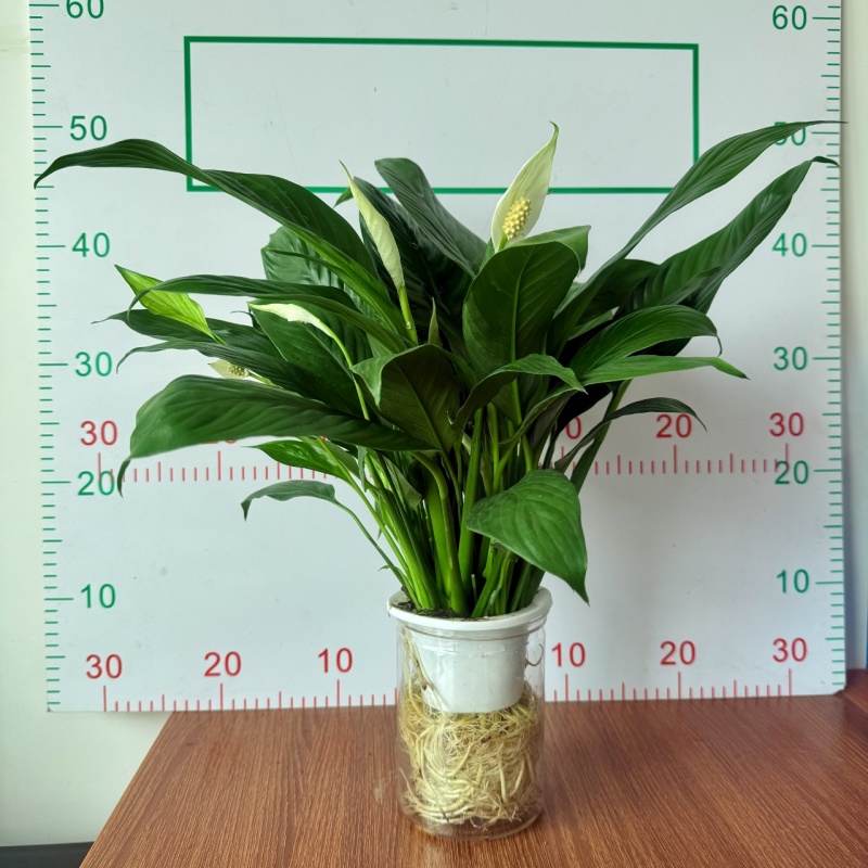 一帆风顺白掌盆栽室内绿植红掌花卉水培植物四季易活吸除甲醛好养