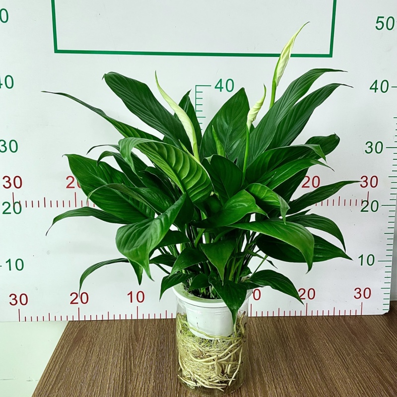 一帆风顺白掌盆栽室内绿植红掌花卉水培植物四季易活吸除甲醛好养
