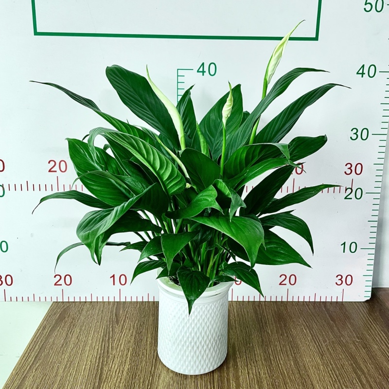 一帆风顺白掌盆栽室内绿植红掌花卉水培植物四季易活吸除甲醛好养