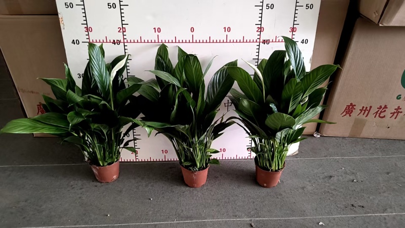 一帆风顺白掌盆栽室内绿植红掌花卉水培植物四季易活吸除甲醛好养