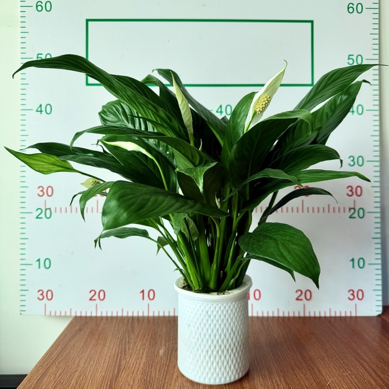 一帆风顺白掌盆栽室内绿植红掌花卉水培植物四季易活吸除甲醛好养