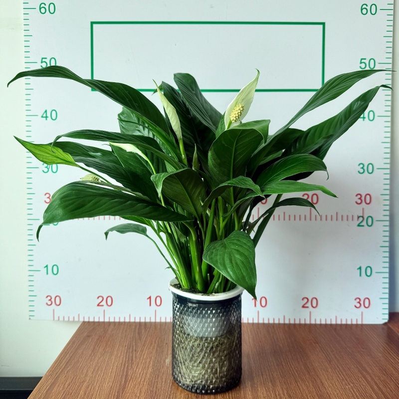 一帆风顺白掌盆栽室内绿植红掌花卉水培植物四季易活吸除甲醛好养