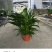 一帆风顺白掌盆栽室内绿植红掌花卉水培植物四季易活吸除甲醛好养