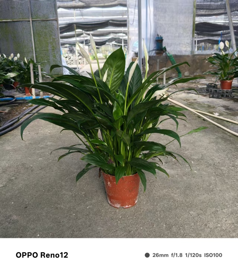 一帆风顺白掌盆栽室内绿植红掌花卉水培植物四季易活吸除甲醛好养