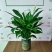 一帆风顺白掌盆栽室内绿植红掌花卉水培植物四季易活吸除甲醛好养