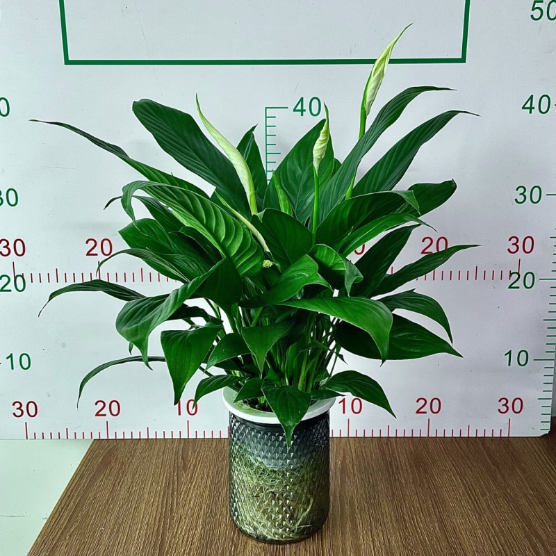 一帆风顺白掌盆栽室内绿植红掌花卉水培植物四季易活吸除甲醛好养