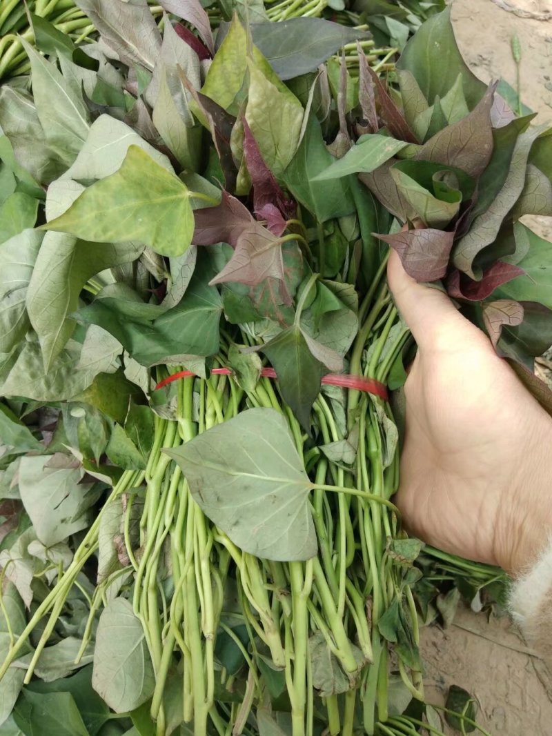 漯河临颖商薯19扩繁苗，高剪苗，拔苗！（农户种植）