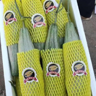 精品博洋6羊角蜜甜瓜产地直供全国代发