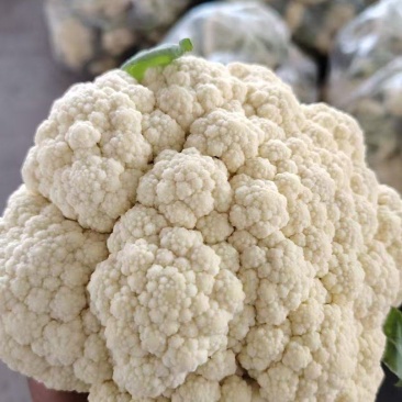 山东精品有机花菜大量上市，产地直发，品质保证，量大从优