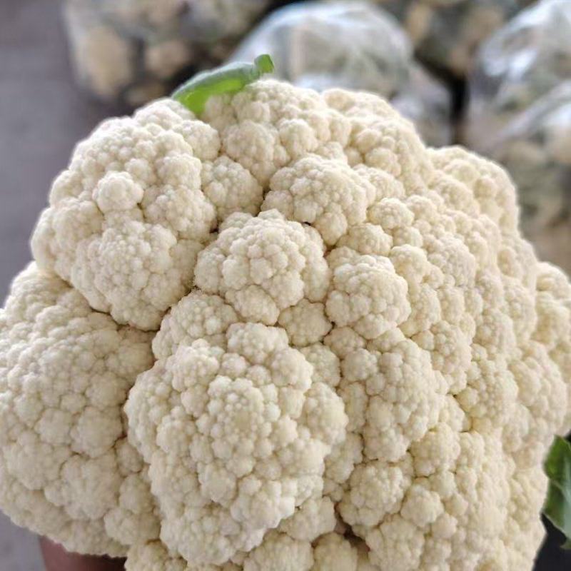 山东精品有机花菜大量上市，产地直发，品质保证，量大从优