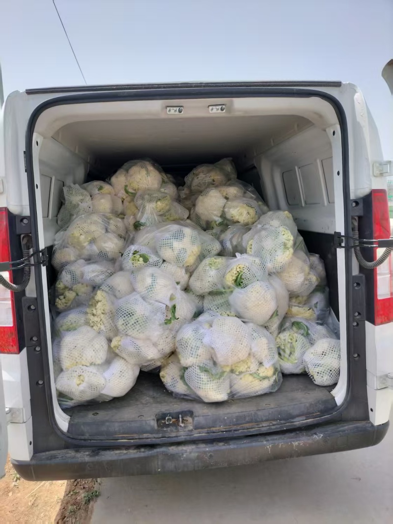 山东精品有机花菜大量上市，产地直发，品质保证，量大从优