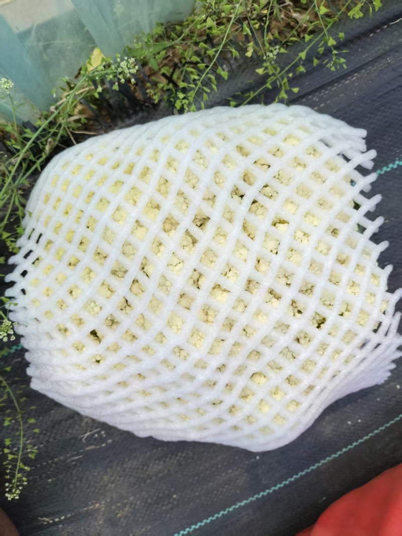 山东精品有机花菜大量上市，产地直发，品质保证，量大从优