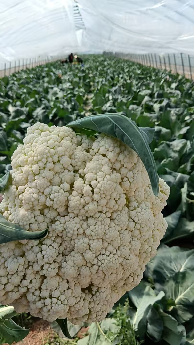 山东精品有机花菜大量上市，产地直发，品质保证，量大从优