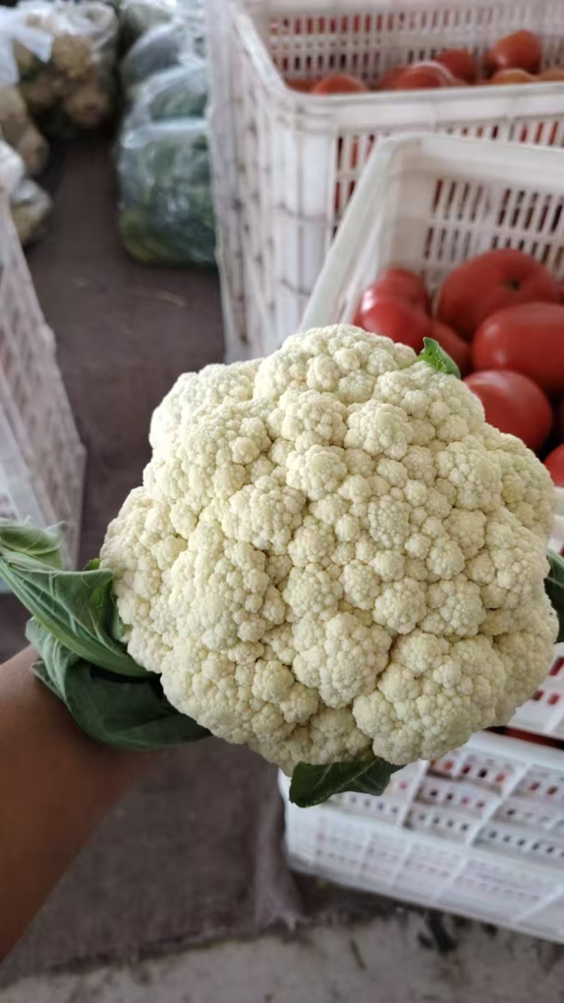 山东精品有机花菜大量上市，产地直发，品质保证，量大从优
