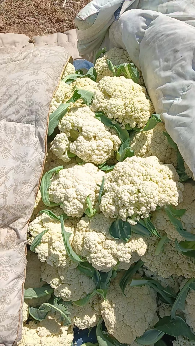 山东精品有机花菜大量上市，产地直发，品质保证，量大从优