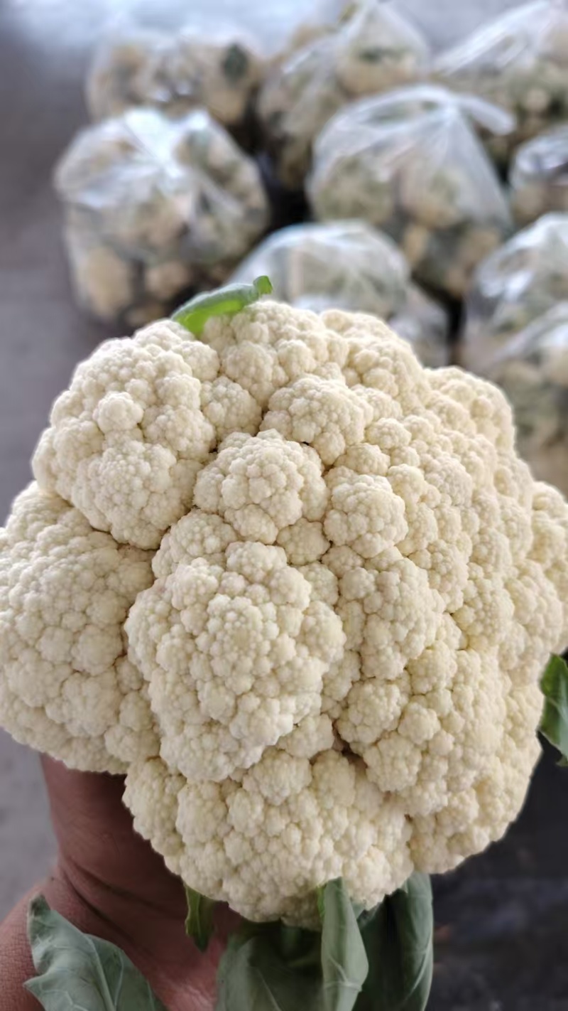 精品菜花有机花菜，一手货源，全国供应，可视频看货