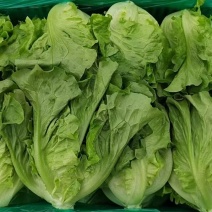 精品意大利生菜产地直发保质保量代发全国欢迎来电咨询
