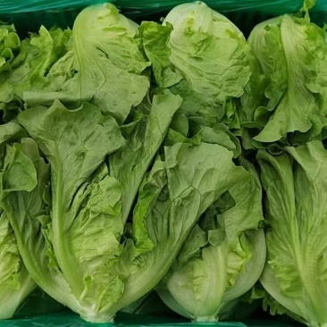 精品意大利生菜产地直发保质保量代发全国欢迎来电咨询